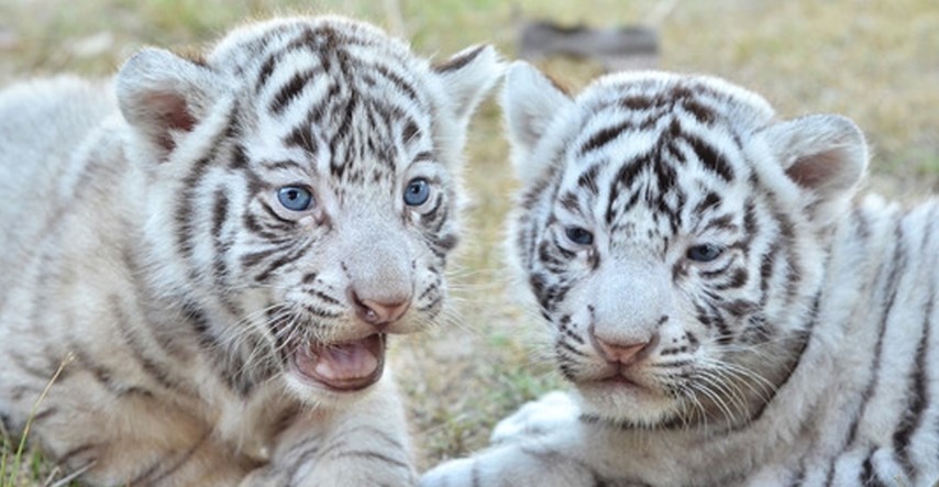 Ove prekrasne bebe snježnog tigra uživaju u svojim prvim danima života